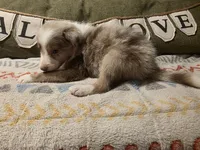 Pebble, a male Border Collie for sale in Salisbury, NC – 2 of 6