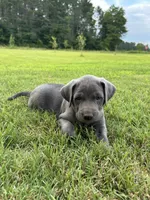 Marshmallow , a male Labrador Retriever and Weimaraner for sale in Arkadelphia, AR – 4 of 10