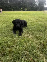 Tubs, a male Labrador Retriever and Weimaraner for sale in Arkadelphia, AR – 4 of 9