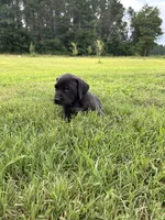 Duke, a male Labrador Retriever and Weimaraner for sale in Arkadelphia, AR – 3 of 7