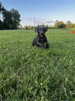Alexander, a male Labrador Retriever and Weimaraner for sale in Arkadelphia, AR – 5 of 8