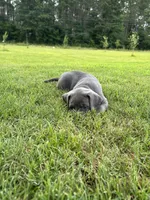 Marshmallow , a male Labrador Retriever and Weimaraner for sale in Arkadelphia, AR – 7 of 10