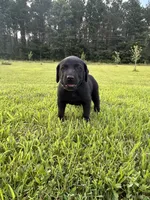Tubs, a male Labrador Retriever and Weimaraner for sale in Arkadelphia, AR – 5 of 7