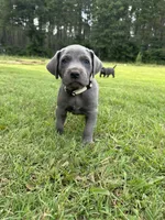 Marshmallow , a male Labrador Retriever and Weimaraner for sale in Arkadelphia, AR – 8 of 10