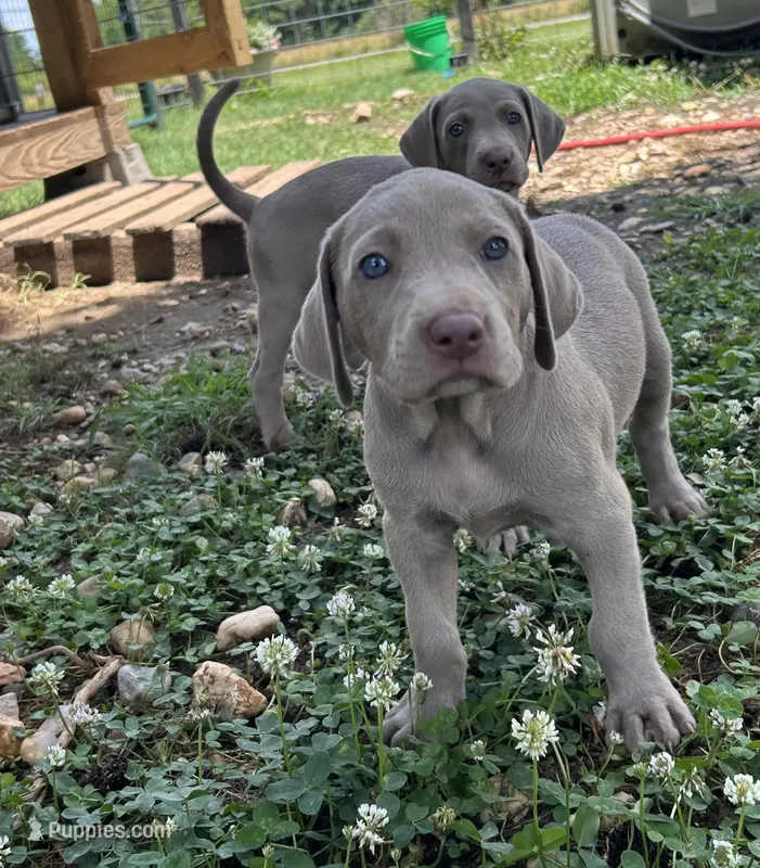 Violet – Weimaraner puppy for sale in Arkadelphia, AR