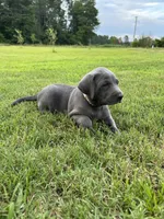 Marshmallow , a male Labrador Retriever and Weimaraner for sale in Arkadelphia, AR – 3 of 10