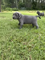 Marshmallow , a male Labrador Retriever and Weimaraner for sale in Arkadelphia, AR – 6 of 10