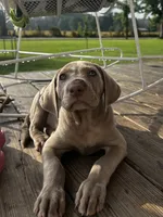 Violet, a female Weimaraner for sale in Arkadelphia, AR – 7 of 8