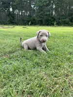 Violet, a female Labrador Retriever and Weimaraner for sale in Arkadelphia, AR – 5 of 6