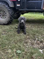 Alexander, a male Labrador Retriever and Weimaraner for sale in Arkadelphia, AR – 6 of 8