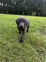 Alexander, a male Labrador Retriever and Weimaraner for sale in Arkadelphia, AR – 8 of 8