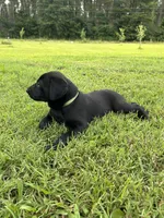 Duke, a male Labrador Retriever and Weimaraner for sale in Arkadelphia, AR – 5 of 7