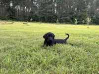 Tubs, a male Labrador Retriever and Weimaraner for sale in Arkadelphia, AR – 3 of 7