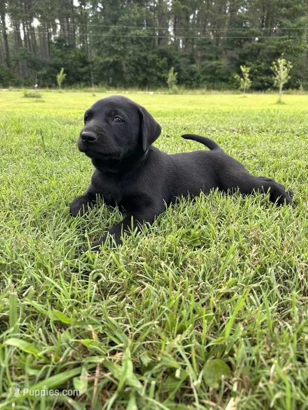 Duke – Labrador Retriever, Weimaraner puppy for sale in Arkadelphia, AR
