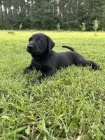 Duke, a male Labrador Retriever and Weimaraner for sale in Arkadelphia, AR – 1 of 7