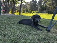 Alexander, a male Labrador Retriever and Weimaraner for sale in Arkadelphia, AR – 7 of 8