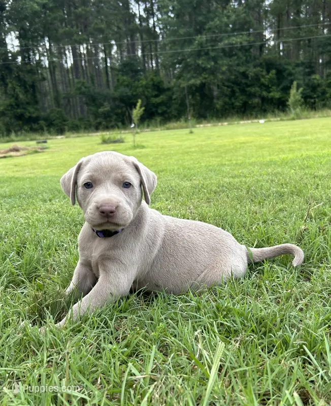 Violet – Labrador Retriever, Weimaraner puppy for sale in Arkadelphia, AR