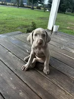 Violet, a female Weimaraner for sale in Arkadelphia, AR – 2 of 8