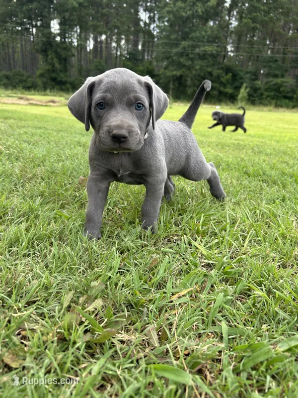 Marshmallow  – Labrador Retriever, Weimaraner puppy for sale in Arkadelphia, AR