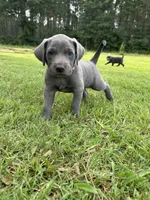 Marshmallow , a male Labrador Retriever and Weimaraner for sale in Arkadelphia, AR – 1 of 10