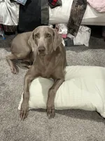 Duke, a male Labrador Retriever and Weimaraner for sale in Arkadelphia, AR – 7 of 7