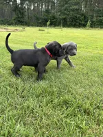 Duke, a male Labrador Retriever and Weimaraner for sale in Arkadelphia, AR – 4 of 7