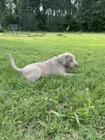 Violet, a female Labrador Retriever and Weimaraner for sale in Arkadelphia, AR – 3 of 6