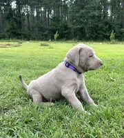 Violet, a female Labrador Retriever and Weimaraner for sale in Arkadelphia, AR – 2 of 6