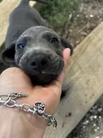 Alexander, a male Labrador Retriever and Weimaraner for sale in Arkadelphia, AR – 4 of 8