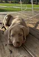 Violet, a female Weimaraner for sale in Arkadelphia, AR – 8 of 8