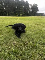 Tubs, a male Labrador Retriever and Weimaraner for sale in Arkadelphia, AR – 5 of 9
