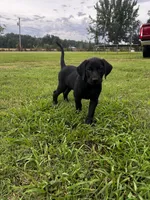 Tubs, a male Labrador Retriever and Weimaraner for sale in Arkadelphia, AR – 3 of 9