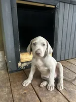 Violet, a female Weimaraner for sale in Arkadelphia, AR – 5 of 8