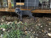 Alexander, a male Labrador Retriever and Weimaraner for sale in Arkadelphia, AR – 2 of 8