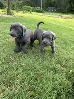 Marshmallow , a male Labrador Retriever and Weimaraner for sale in Arkadelphia, AR – 5 of 10