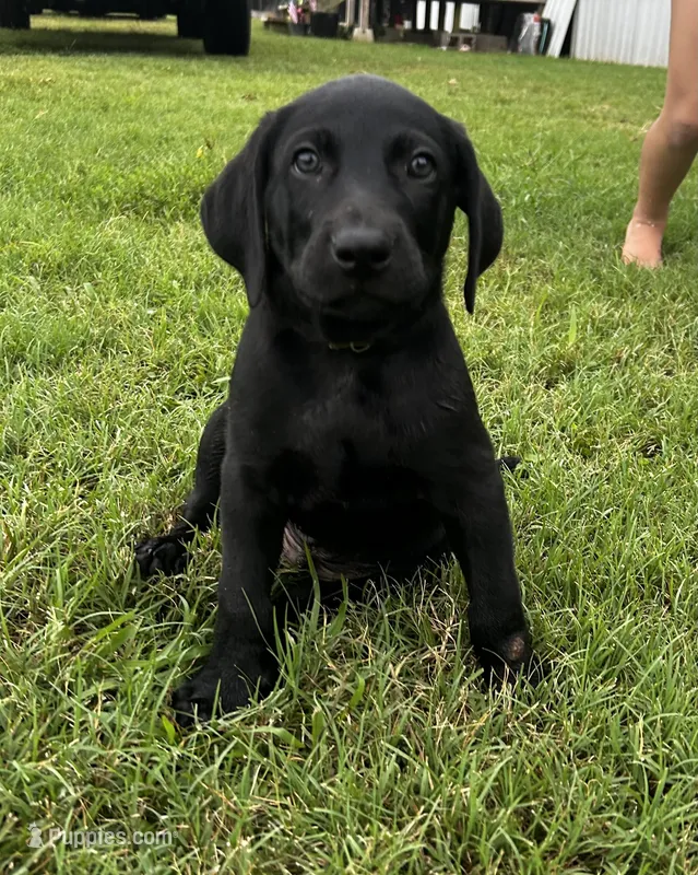 Tubs – Labrador Retriever, Weimaraner puppy for sale in Arkadelphia, AR