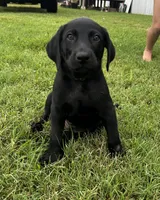 Tubs, a male Labrador Retriever and Weimaraner for sale in Arkadelphia, AR – 2 of 9