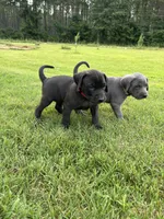 Duke, a male Labrador Retriever and Weimaraner for sale in Arkadelphia, AR – 6 of 7