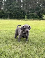 Marshmallow , a male Labrador Retriever and Weimaraner for sale in Arkadelphia, AR – 2 of 10