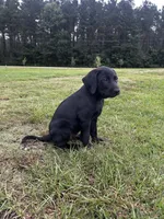 Tubs, a male Labrador Retriever and Weimaraner for sale in Arkadelphia, AR – 7 of 9