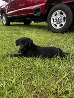 Tubs, a male Labrador Retriever and Weimaraner for sale in Arkadelphia, AR – 8 of 9