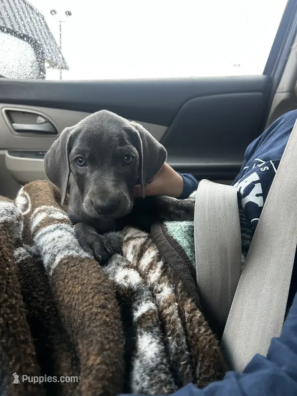 Alexander – Labrador Retriever, Weimaraner puppy for sale in Arkadelphia, AR