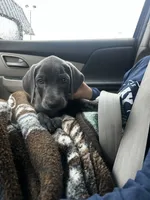 Alexander, a male Labrador Retriever and Weimaraner for sale in Arkadelphia, AR – 1 of 8