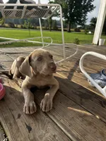 Violet, a female Weimaraner for sale in Arkadelphia, AR – 3 of 8