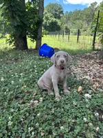 Violet, a female Weimaraner for sale in Arkadelphia, AR – 4 of 8