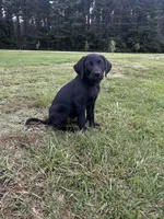 Tubs, a male Labrador Retriever and Weimaraner for sale in Arkadelphia, AR – 6 of 9