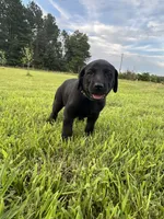 Tubs, a male Labrador Retriever and Weimaraner for sale in Arkadelphia, AR – 4 of 7
