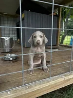 Violet, a female Weimaraner for sale in Arkadelphia, AR – 6 of 8