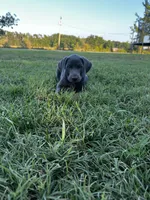 Alexander, a male Labrador Retriever and Weimaraner for sale in Arkadelphia, AR – 3 of 8