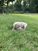 Violet, a female Labrador Retriever and Weimaraner for sale in Arkadelphia, AR – 4 of 6